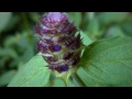 Edible & Medicinal Heal-All ( Prunella vulgaris )