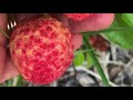 Our Backyard Lychee Trees - Yard Tour 2019 - Sarasota, Florida