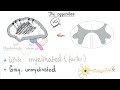 Introduction to Neuroanatomy - Learn the Basics - Neuroanatomy Playlist