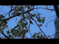 Hammond's Flycatcher in Romero Canyon