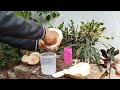 coconut cutting knife, amazing coconut peeling part 9#cuttingskills#coconutmilk#coconutcuttingskills