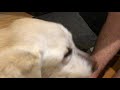 Dog ASMR video eating ice