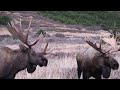 Tribute to a Large Bull Moose who was Killed in a Fight with another Bull Moose