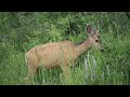 A Few Muleys July 12, 2024