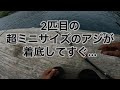 【方座浦】筏で鰤‼︎ アオリイカを狙ってたはずだけど‥