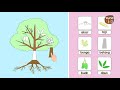 Belajar Kosakata: Mengenal Bagian-Bagian Tumbuhan dan Fungsinya - Yufid Kids