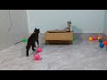 Best Funny Animal Videos -Funniest Cats /Dog Videos 2024🐶 😻#3