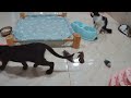FUNNIEST Cats and Dogs | Best Bloopers 🤣