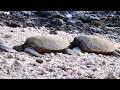 Maui Sea Turtles Kamaole Beach Park III