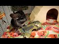 How To Build Your Chinchilla's Trust