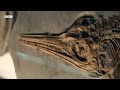 The Tyrannosaurus Rex of the Seas | Attenborough and the Giant Sea Monster | BBC Earth