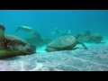 4k Hawaii - Lazy Turtles