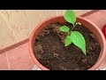 My flowering garden inside the house || with Atis and Dragon fruit 🌳Tree