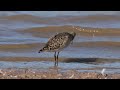 A Ruff feeding on the shore of Durleigh reservoir in Somerset