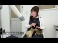 【コロンちゃん】勝手に家に入ってきて「私ここに住むわ」と上がりこんだ猫。こんなおりこうな保護猫は見たこと無い【保護猫】