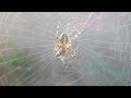 Spider eats Fly