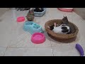 You Laugh You Lose🤣Funniest Dogs and Cats 2024😻🐶