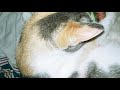baby calico kittens right after birth