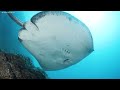 3 HOURS of 4K Underwater Wonders + Relaxing Music - The Best 4K Sea Animals for Relaxation