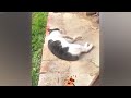 😆 TRY NOT TO LAUGH 🙀😍 Best Funny Animal Videos 2024 😂