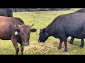 Revered Angus Cows • Pasture Raised Cows •  Cow Video