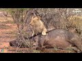 King Lions attack Gorillas, Herd Gorilla panic carry Baby on his back run away