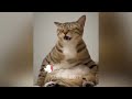 😻 Try Not To Laugh Dogs And Cats 😅 Best Funny Cats Videos 🐶