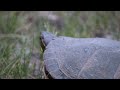 Painted turtle laying eggs