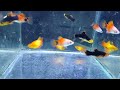 mix colour platy