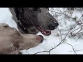 Last Trip to our Remote Off Grid Alaskan Cabin until Rivers Break Up