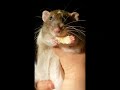 Funny pet rat eating.