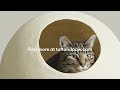 Best Modern Cat Furniture | 5 Incredible Finds