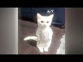The Funniest Cat Moments of All Time 😻 Funny Animal Moments 2024 🐕🤣