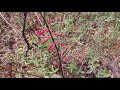 Touring The 9-Year-Old Food Forest I Planted in North Florida