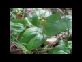 Edible & Medicinal Canada Mayflower ( Maianthemum canadense )
