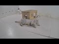 😻 Funniest Dogs and Cats 😍🐈 Funny Videos Every Days 😍😻