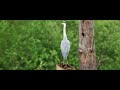 CANON R7 RF 200-800 GRAY HERON 4K