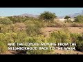 Roadrunners & Coyote in two different parks in southeastern Arizona.