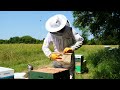 General Borage Inspection - Stewart Spinks From The Norfolk Honey Co.