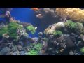 Eilat Sea World 4K / Israel