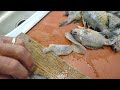 potato peeler to scale pan fish