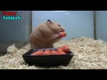 Funny Hamsters - A Cute And Funny Hamster Videos Compilation 2017