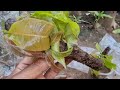 Smart Method l Mango Propagation from Cutting l Quick Budding No Fungus Experiment