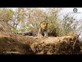 Horrifying Moment! Mother Leopard Takes Revenge When Eagle Hunts Her Cubs | Eagle vs Leopard