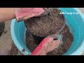 How to Correctly Transplant Big Persimmon Tree | Fuyu Persimmon Repotting | Transplant Shock 盆栽柿子树