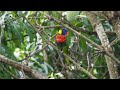 Coconut Lorikeet: A Olympus 75-300mm Lens Perspective | Bird Photography in Singapore