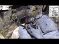 天然のオオクワガタが住んでいた木にバナナトラップを仕掛けてみた結果…