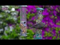 Birds for Cats to Watch 😸 Little Birds visit the Bird Feeders 🕊️ Cat TV Videos for Cats