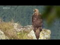 L'aigle royal documentaire