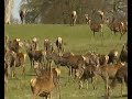 woburn deer herd